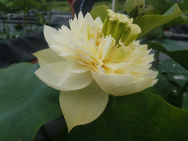Fairy-Canary-Th Lotus Paradise at Bergen Water Gardens