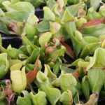 Fat-Chance-2-1-150x150 Carnivorous Plants from Tissue Culture