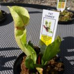 Fat-Chance-3-150x150 Carnivorous Plants from Tissue Culture