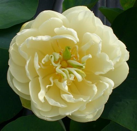 Gold-and-Resplendence-LOTUS-April-May-2011-080-Resized New Chinese Lotus for 2013 (2013年中国莲花)