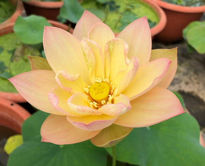 Golden-Sunset-Lotus-1-1 2020 New Lotus, Carnivorous, Pots and More