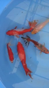IMAG0491-R-169x300 Outstanding Selection of New Koi and Wakin