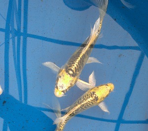 IMAG0494-Cropped-and-Reduced Outstanding Selection of New Koi and Wakin