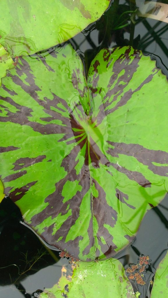 IMAG1478-R-1-577x1024 Tropical (Annual) Waterlilies