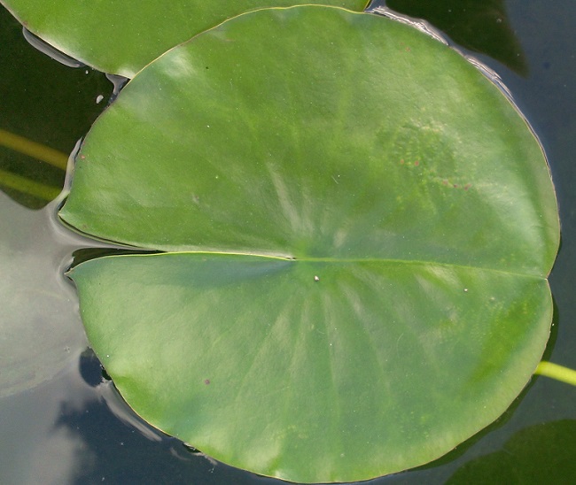 IMAG2337-R Hardy (Perennial) Waterlilies
