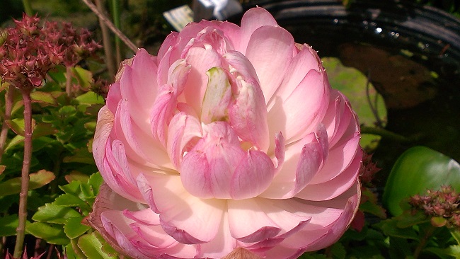 IMAG2353-R Bowl Lotus