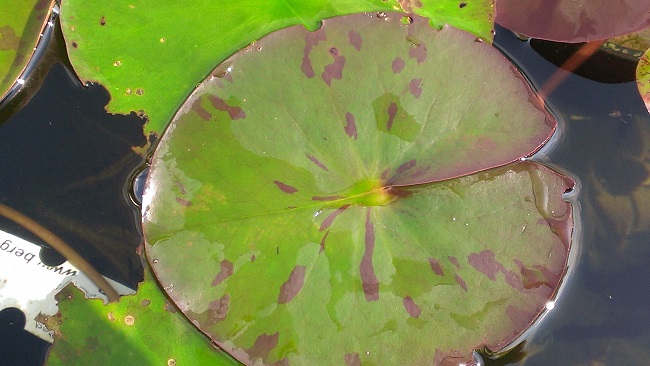 IMAG2646-R Hardy (Perennial) Waterlilies