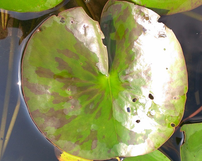 IMAG2654-R Hardy (Perennial) Waterlilies