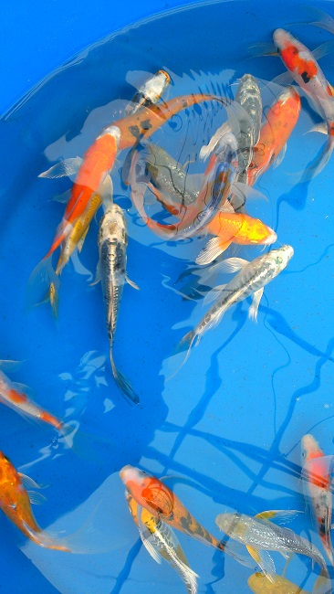 IMAG3251-R Koi for your Pond August 2014