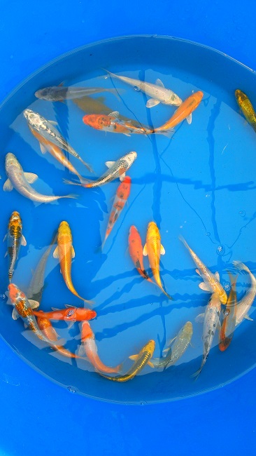 IMAG3253-R Koi for your Pond August 2014