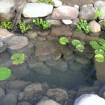 IMAG3622-R-150x150 New Display Pond at Bergen Water Gardens Sept. 2014