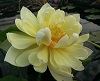 IMAG3745-Thumb Bergen Water Gardens - Lotus, China & the News