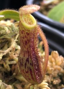 IMG_0018-R-1-217x300 Nepenthes Update May 2019