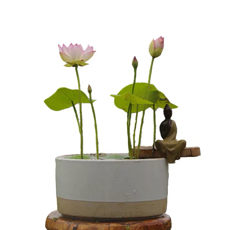 IMG_0047 Micro Lotus Pots