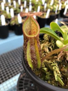 IMG_0048-R-1-225x300 Nepenthes Update May 2019