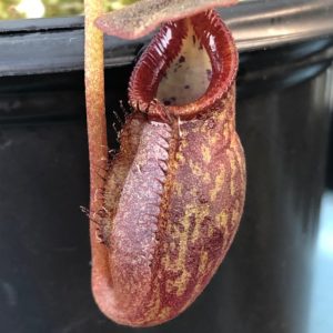 IMG_0053-R-1-300x300 Nepenthes petiolata x talangensis BE3762
