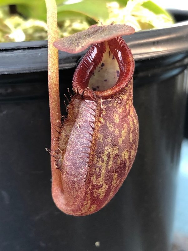 IMG_0053-R-1-600x801 Nepenthes petiolata x talangensis BE3762