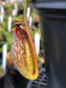 IMG_0056-r-1-225x300 Nepenthes Update May 2019