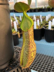IMG_0065-r-1-225x300 Nepenthes Update May 2019