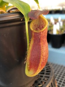 IMG_0068-R-1-225x300 Nepenthes Update May 2019
