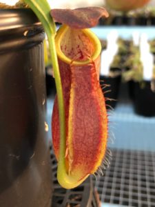 IMG_0069-R-1-225x300 Nepenthes Update May 2019