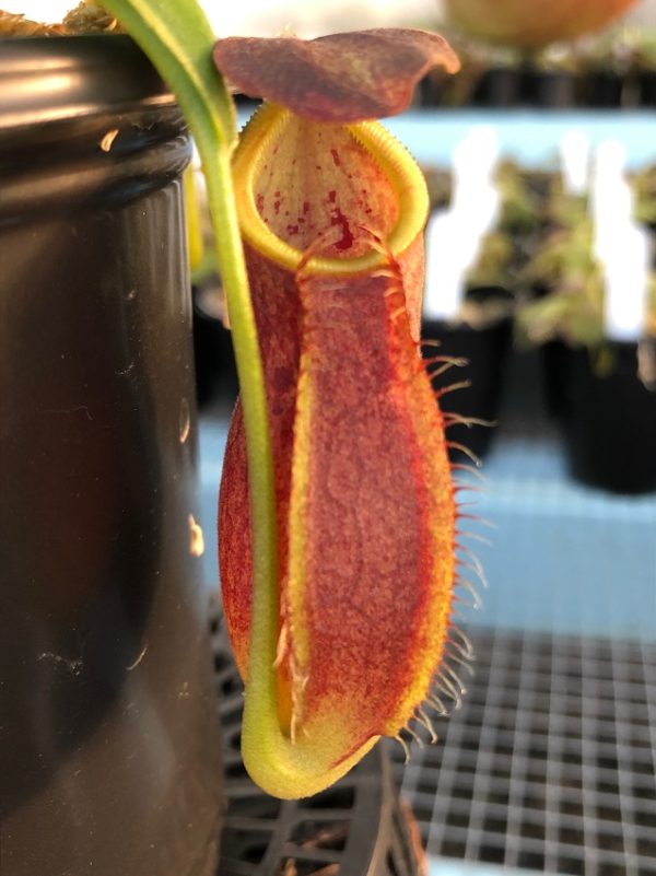 IMG_0069-R-1-600x801 Nepenthes spathulata x gymnamphora BE3422