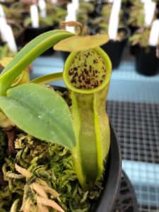 IMG_0073-R-1-225x300 Nepenthes Update May 2019