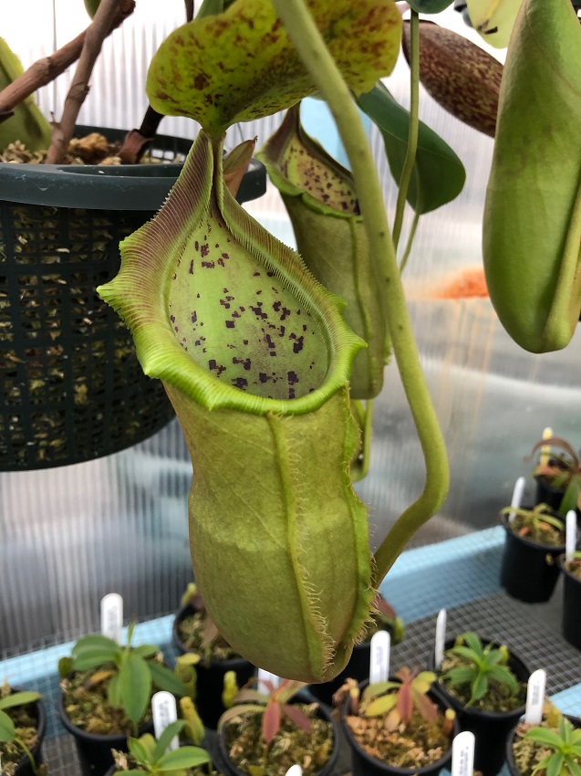 IMG_0077-R-1 Nepenthes Update May 2019