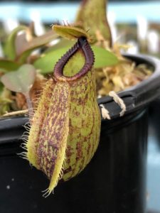 IMG_0086-R-1-225x300 Nepenthes Update May 2019