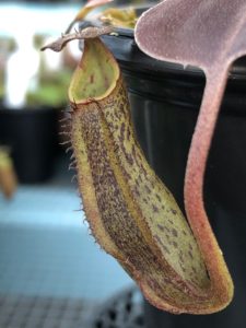 IMG_0092-r-1-225x300 Nepenthes Update May 2019
