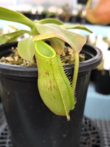 IMG_0096-r-1-225x300 Nepenthes Update May 2019
