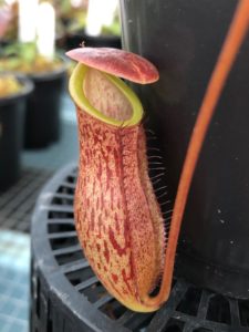 IMG_0099-R-1-225x300 Nepenthes Update May 2019