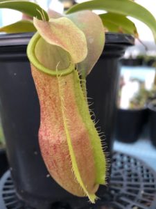 IMG_0103-R-1-225x300 Nepenthes Update May 2019