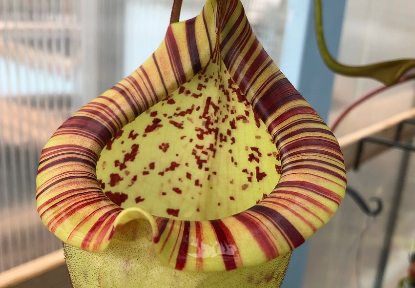 IMG_0209-C December 2019 Nepenthes Update