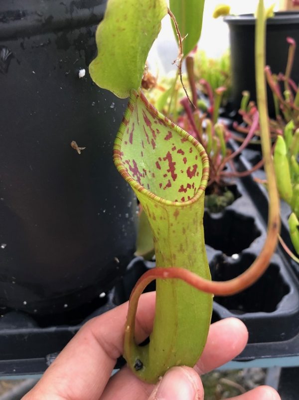 IMG_1305-R-2-600x801 Nepenthes lowii x tentaculata BE3970