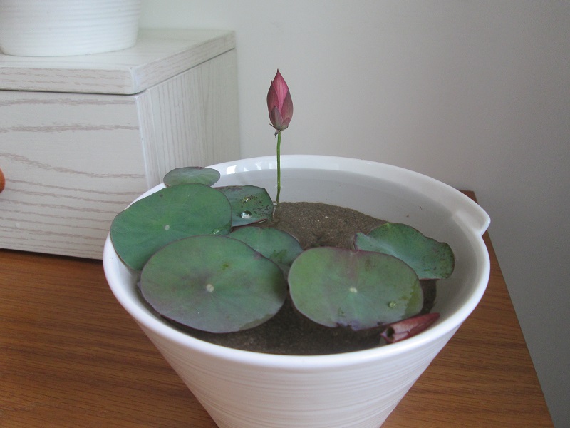 IMG_1598-R-1 How to Pot Micro Lotus
