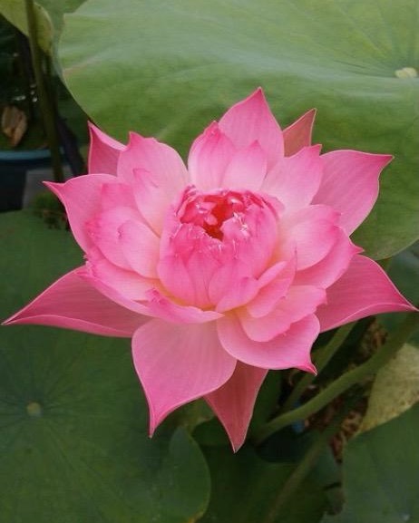 IMG_1601-cropped-1 Shocking Pink Lotus and its Mission