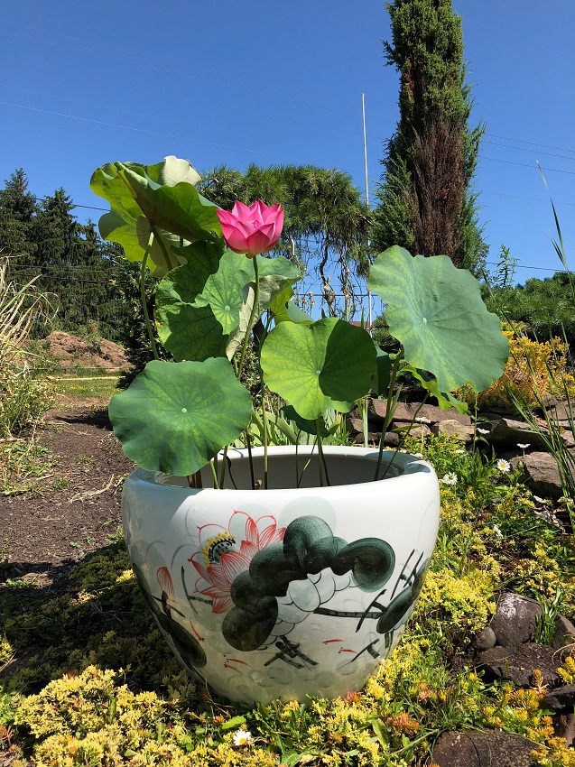 Medium Lotus Pot – Bergen Water Gardens, Lotus Paradise