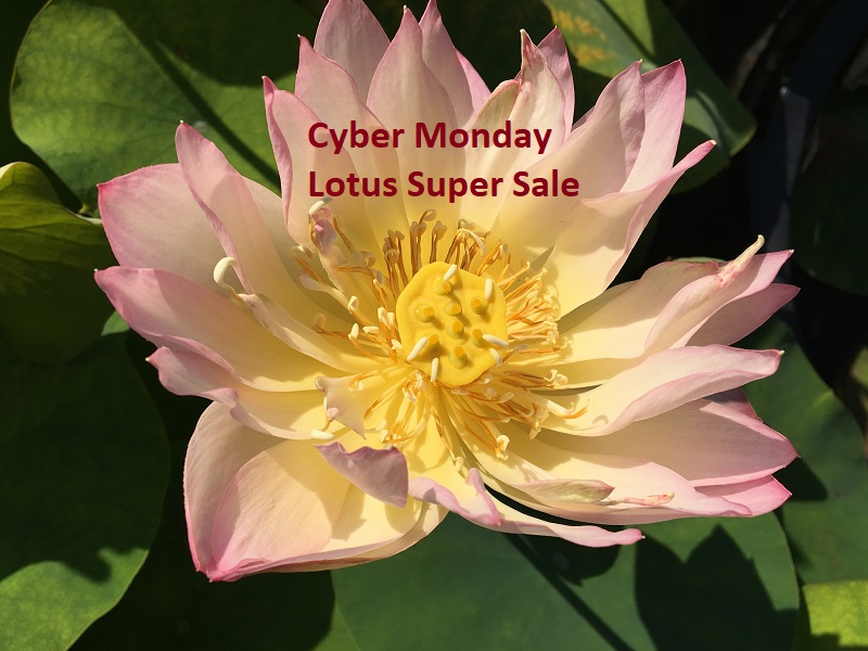 IMG_2340-Thumb Cyber Monday Chinese Lotus Super Special
