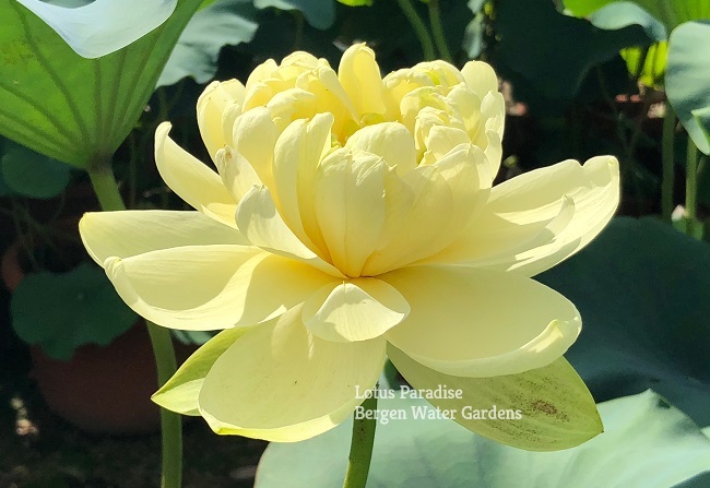 Large Lotus Pot – Bergen Water Gardens, Lotus Paradise