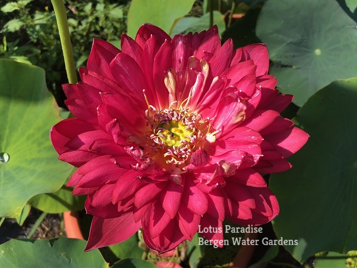 Large Lotus Pot – Bergen Water Gardens, Lotus Paradise