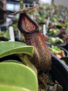IMG_3918-R-Aug-19-med-1-225x300 Hairy Nepenthes