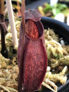 IMG_3924-R-aug-2019-1-225x300 Hairy Nepenthes