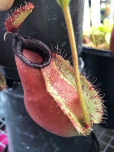 IMG_3928-R-aug-19-1-225x300 Hairy Nepenthes