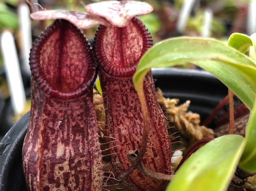 IMG_4239-R-Sept-19-2 Carnivorous Plants Spring 2020