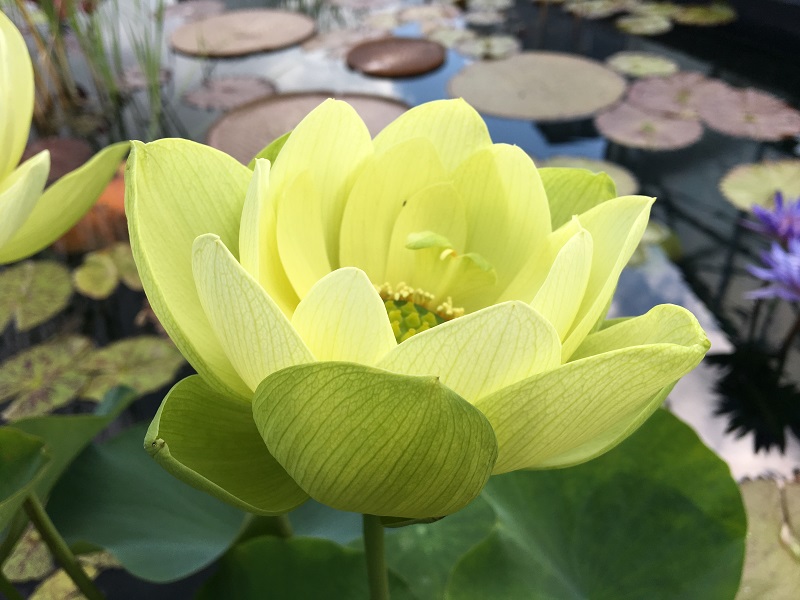IMG_4779a-1 Lotus Tubers Spring 2020