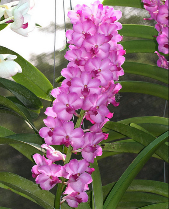 IMG_6082-R-1 Stunning Thai Orchids