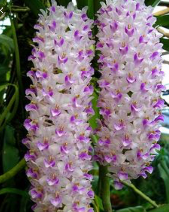 IMG_6090-R Stunning Thai Orchids