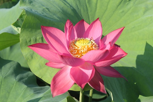 IMG_6616-Thumb Introducing Chinese Red Lotus