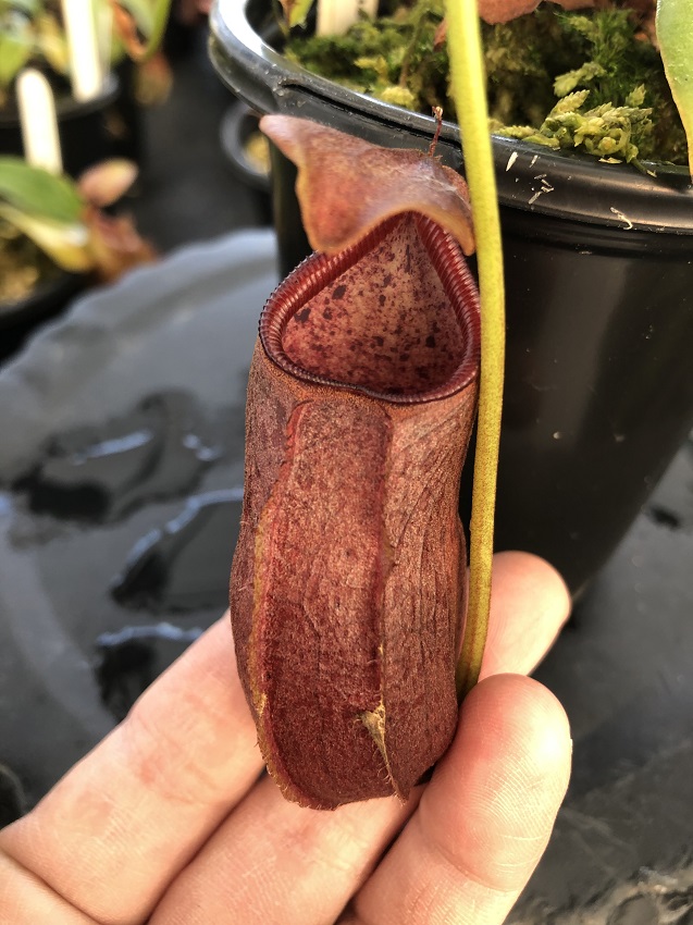 IMG_7252-R-Rob 2019 Black Friday Nepenthes Specials